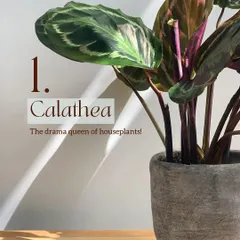 Plant #1 that will test your patience in Delhi NCR is the Calathea. Known as the drama queen of houseplants, its beautiful leaves are very sensitive to our region's dry air and temperature swings, but it can thrive inside the controlled humidity of a terrarium.