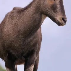 A male Nilgiri Tahr stands sentinel on a rocky outcrop, watching over its herd. This endangered species is found only in small, isolated pockets, and seeing one is a true privilege.