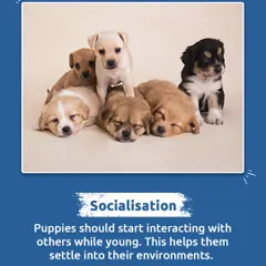Early socialization is key to raising a confident and well-adjusted dog. Allowing puppies to interact with others in a safe environment helps them settle into the world.