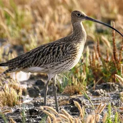 The Eurasian Curlew, with its incredibly long, curved bill, is a large and impressive wader. This bill is a specialized tool for probing deep into the mud for food, a behavior we often observe on coastal trips.