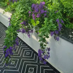 A cascading purple Duranta plant drapes over a wall, its vibrant color contrasting beautifully with the black and white geometric tiles below. This is a perfect example of using plants to add color and movement.