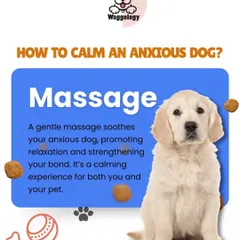 A gentle massage is a simple yet powerful way to soothe an anxious dog. It promotes relaxation, strengthens your bond, and provides a calming experience for both you and your pet.