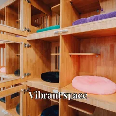 A look inside our vibrant and clean kitty suites. Each multi-level space is equipped with soft bedding and shelves, giving cats plenty of room to climb and relax.