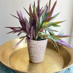 Texture adds depth and interest. The intricate pattern on this pot complements the striking purple and green leaves of the Rhoeo plant.