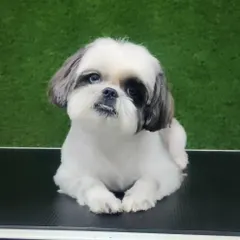 Look at that sweet face. This Shih Tzu puppy is sporting a fresh 'puppy cut', which keeps the face clean and the body fur short and manageable. It's a perfect style for active, playful pups.