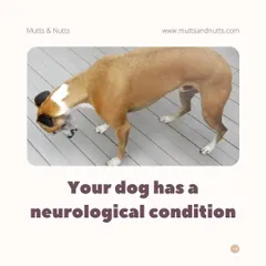 For dogs with neurological conditions that affect their balance and coordination, the buoyancy of water provides support, allowing them to move more freely and safely, which can help rebuild muscle and improve body awareness.