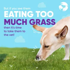 While some grass-eating is fine, eating too much can be a sign of a problem. If you notice this behavior becoming excessive, it is time to bring your dog to the vet for a check-up to rule out any gastric issues.