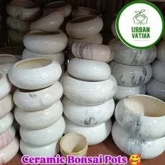 A collection of ceramic bonsai pots. The shallow, wide design is perfect for developing bonsai trees and succulents.