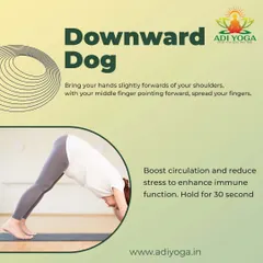 The Downward Dog is a foundational yoga pose. This guide explains how it boosts circulation and reduces stress, enhancing immune function with just a 30-second hold.