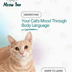 Your cat is always communicating with you through body language. I create these guides to help you understand what every tail flick and ear twitch means.