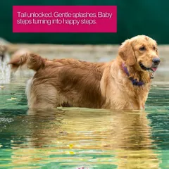 The tail has unlocked! That happy wag is the sign that curiosity has turned into pure joy during this water adventure.