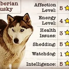 This fact sheet on the Siberian Husky details their high shedding level. We specialize in grooming double-coated breeds like Huskies, using specific tools and techniques to manage their seasonal coat blow and keep them comfortable.