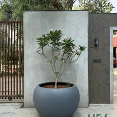 A single, elegant Plumeria tree in a large, spherical grey planter makes a minimalist statement at this property's entrance. Sometimes, one perfect plant is all that's needed.