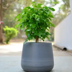 A simple, elegant grey planter provides a neutral base that allows the vibrant green foliage of the China Doll plant to stand out. This is a great choice for creating a calm and minimalist aesthetic.