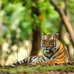 A young male tiger rests in the soft light of the forest undergrowth. The blurred green background helps the subject stand out, creating a classic and pleasing wildlife portrait.