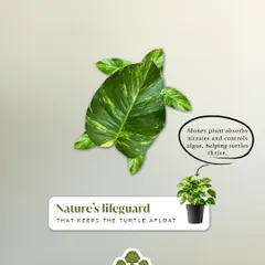 Nature's lifeguard. A simple Money Plant in an aquatic ecosystem helps absorb nitrates, keeping the water clean for turtles to thrive.