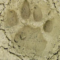 Reading the forest floor is like reading a story. We will train you in wildlife tracking, starting with identifying signs like this panther paw print. This skill helps you understand the animals that share the environment with you.
