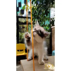 A curious kitten bats at the rope on our catio swing. We provide plenty of enrichment to satisfy the playful instincts of our youngest boarders.