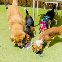 The best part of the party: cake time! The birthday Beagle and his friends are all gathered to share a delicious and safe dog-friendly treat.