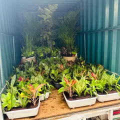 A look inside our delivery truck, fully loaded with healthy Aglaonema, palms, and other indoor plants for the Adani Defence office project. We ensure all plants are transported safely from our nursery to your site.