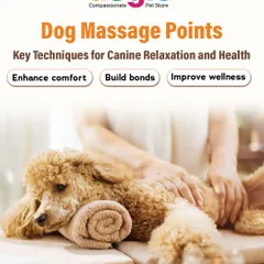 Learn about key dog massage points to enhance comfort, build your bond, and improve wellness. A gentle massage can be a wonderful way to connect with your dog and support their health.