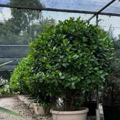 A view of our nursery, where we have rows of beautiful, healthy Ficus trees ready for our next project. We take pride in cultivating high-quality plants for our clients.