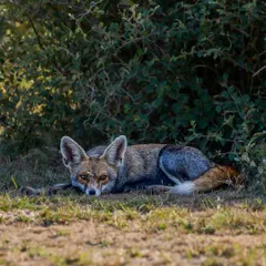A Desert Fox, or White-footed Fox, resting in the shade of a bush during a hot day in Rajasthan.