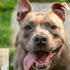 A close-up portrait of a happy pitbull named Millie, whose joyful expression says it all.