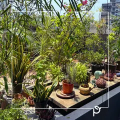 This is what a mature, thriving terrace garden looks like. We created a dense, jungle-like feel by layering a variety of plants with different heights and textures, including snake plants and palms, demonstrating how even a rooftop can become a rich, green escape.