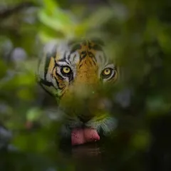 This is Bajrang, a well known male from Bandhavgarh, drinking at a waterhole. I framed this shot through the foliage to create a sense of intimacy and secrecy, as if we are getting a hidden glimpse into his world. The intense look in his eyes is unforgettable.