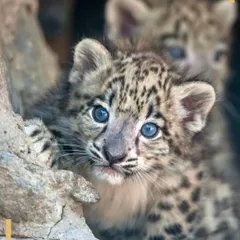 A rare and heartwarming glimpse of a young Snow Leopard cub, with its striking blue eyes, peering out from the safety of its rocky den. Our specialized expeditions into the high-altitude mountains of Mongolia and Ladakh are crafted to track this elusive "ghost of the mountains."