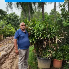 This is a large, bushy Raphis Palm, perfect for any lawn or large indoor space. My focus is on providing plants that are already full and mature, so your garden looks complete from the start.