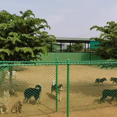 My facility includes large, secure play areas where dogs can socialize under supervision. This allows them to learn appropriate dog to dog interaction, which is something many dogs lack in a typical home environment.