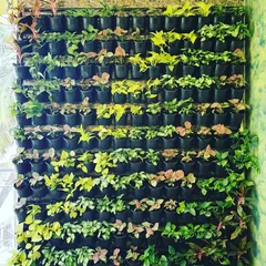 A close-up view of a newly planted vertical garden. You can see the variety of small foliage plants we use, chosen for their color, texture, and ability to thrive in a vertical setup.