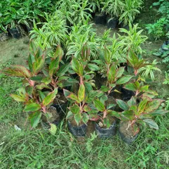 A batch of Aglaonema 'Lipstick' plants, known for their striking red-edged leaves. These are a great choice for adding a touch of color to indoor spaces.