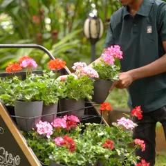 Our team member is arranging a display of colorful Geraniums. These bold beauties are a favorite for their vibrant flowers and aromatic leaves, and we love using them to add instant cheer to any space.