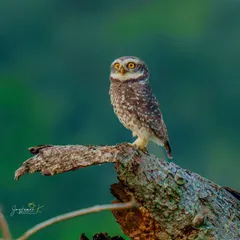 A Spotted Owlet stares directly into the lens with its piercing yellow eyes. This portrait, set against a soft green background, captures the intense and curious nature of owls.