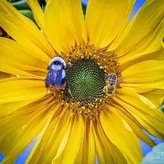 A macro photograph revealing a world of activity on a sunflower. This shot focuses on the intricate details of two bees gathering pollen, demonstrating my passion for capturing the small, often overlooked moments of diligence in nature.