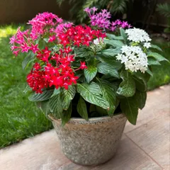 Who says you need a big garden for a burst of color? This mix of perennial Pentas flowers in a single vintage-style pot brings so much life and happiness. They are perfect for a sunny spot on a balcony or patio.