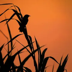 "Winter Gold." A Jungle Babbler silhouetted against a fiery evening sun. The warm colours and sharp outlines make for a beautiful, artistic image.