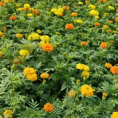 A view of our marigold fields, full of bright orange and yellow flowers. We grow thousands of seasonal flowers like these for everything from festival decorations and poojas to garden beds and balcony pots. We can supply these in large quantities.