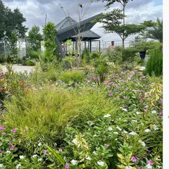 Our stratified approach to planting at Serene Exotica is detailed here, showing a mix of Vinca Alba, Bamboo Grass, and Red Lilly Pilly, chosen for their resilience and aesthetic contribution.