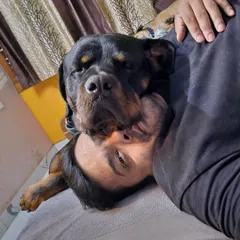 This is what complete trust looks like. A powerful Rottweiler, completely relaxed and cuddling with me. This is the relationship I help owners build with their own dogs.