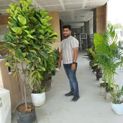 Here I am with a large Fiddle Leaf Fig tree. These plants are very popular for their large, beautiful leaves and make a great statement piece indoors.