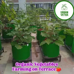 Imagine harvesting your own organic vegetables. I set up complete terrace farms using durable grow bags and healthy saplings, like these thriving brinjal plants, so you can enjoy fresh produce from your own home.