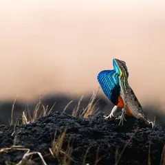 The vibrant fan-throated lizard puts on a spectacular display in the scrublands of Maharashtra. Capturing this burst of color requires patience and an understanding of animal behavior, skills I share on my specialized expeditions.