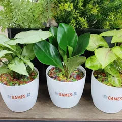 A set of three branded plant gifts for Games 24x7. We used a mix of Peperomia and Syngonium plants in white pots, topped with colorful pebbles for a playful touch.