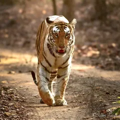 A royal catwalk in Bandhavgarh National Park. This tigress, Birohi, moved with such grace and power. Capturing a clean, head-on walking shot like this requires anticipating the animal's path and being ready for that split-second opportunity.