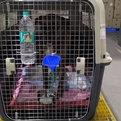 Milo, a handsome boxer mix, settled in his crate for his cargo flight to New York. The crate is his safe space for the journey.