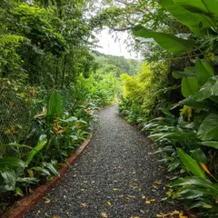 A gravel path meanders through a dense, tropical-style garden. I designed this walkway to feel like a secluded nature trail, surrounded by layers of lush foliage for an immersive experience.